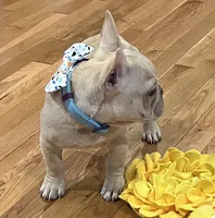 Declan , a male French Bulldog for sale in Bolivar, MO – 7 of 10