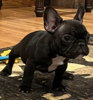 Fifi, a female French Bulldog for sale in Bolivar, MO – 8 of 10