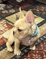 Dorian , a male French Bulldog for sale in Bolivar, MO – 6 of 10