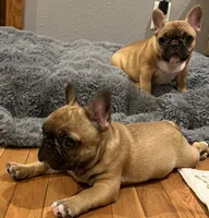 T.T., a male French Bulldog for sale in Bolivar, MO – 5 of 10