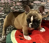 Flashy tri color boy, a male French Bulldog for sale in Bolivar, MO – 4 of 10