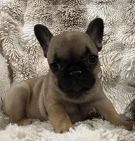 Vanna, a female French Bulldog for sale in Bolivar, MO – 7 of 10