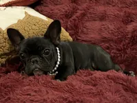 Fifi , a female French Bulldog for sale in Bolivar, MO – 7 of 10