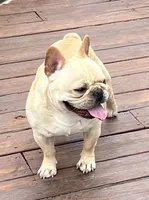 Elvis , a male French Bulldog for sale in Bolivar, MO – 2 of 8
