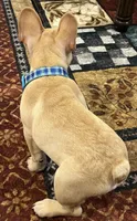 Dorian , a male French Bulldog for sale in Bolivar, MO – 9 of 10