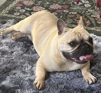 Tosha , a female French Bulldog for sale in Bolivar, MO – 3 of 10