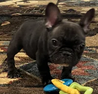 Fifi, a female French Bulldog for sale in Bolivar, MO – 5 of 10