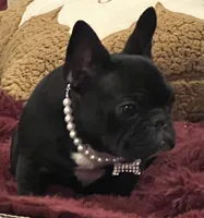 Fifi , a female French Bulldog for sale in Bolivar, MO – 6 of 10