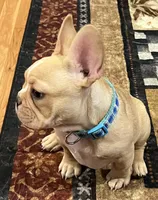 Dorian , a male French Bulldog for sale in Bolivar, MO – 5 of 10
