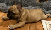 T.T., a male French Bulldog for sale in Bolivar, MO – 6 of 10