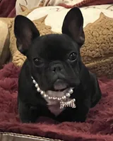 Fifi , a female French Bulldog for sale in Bolivar, MO – 10 of 10
