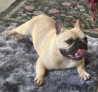 Tosha , a female French Bulldog for sale in Bolivar, MO – 9 of 10