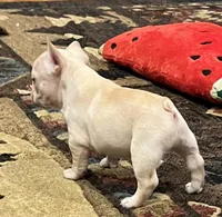 Declan , a male French Bulldog for sale in Bolivar, MO – 4 of 10
