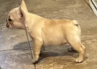 Dorian, a male French Bulldog for sale in Bolivar, MO – 6 of 10