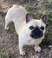 Tosha , a female French Bulldog for sale in Bolivar, MO – 5 of 10