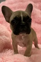 Akc Mimi , a female French Bulldog for sale in Bolivar, MO – 3 of 9