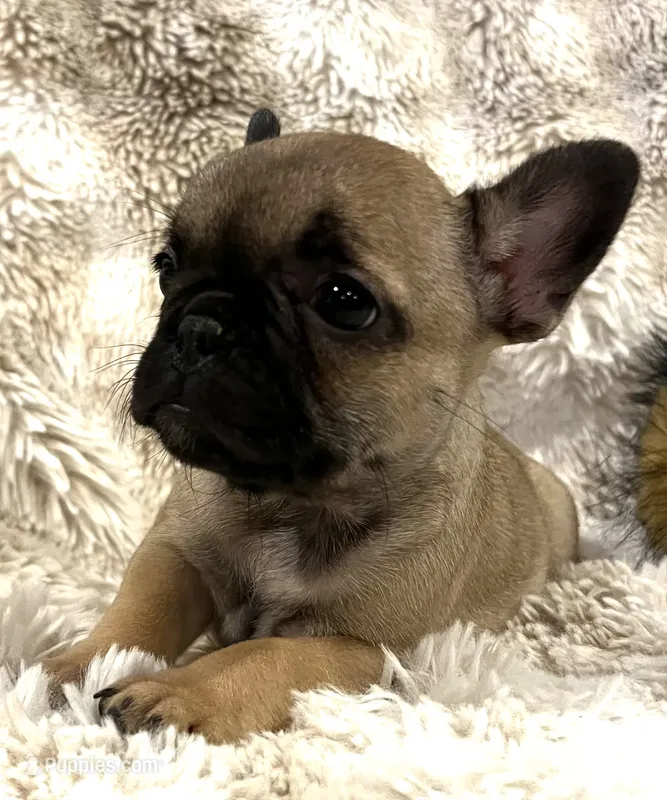 Vanna – French Bulldog puppy for sale in Bolivar, MO