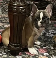 Flashy tri color boy, a male French Bulldog for sale in Bolivar, MO – 9 of 10