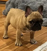 T.T., a male French Bulldog for sale in Bolivar, MO – 4 of 10