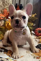 Dorian, a male French Bulldog for sale in Bolivar, MO – 1 of 10