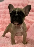 Akc Mimi , a female French Bulldog for sale in Bolivar, MO – 5 of 9