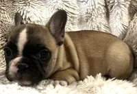 Victor, a male French Bulldog for sale in Bolivar, MO – 7 of 10