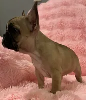 Akc Mimi , a female French Bulldog for sale in Bolivar, MO – 4 of 9
