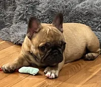 T.T., a male French Bulldog for sale in Bolivar, MO – 2 of 10
