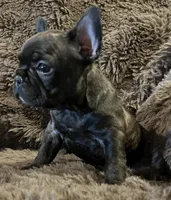 Darci, a female French Bulldog for sale in Bolivar, MO – 5 of 10