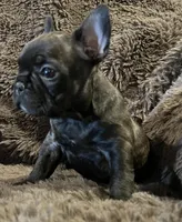 Darci, a female French Bulldog for sale in Bolivar, MO – 6 of 10