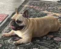 Tosha , a female French Bulldog for sale in Bolivar, MO – 4 of 10