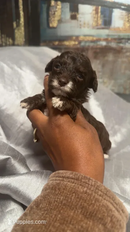 Brown – Poodle - Toy  puppy for sale in Madison Heights, VA