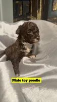 Brown, a male Poodle - Toy  for sale in Madison Heights, VA – 2 of 2