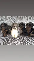 Aussie1, a male Miniature Aussiedoodle for sale in Madison Heights, VA – Photo 2 of 2