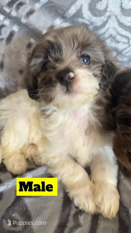 Aussie1 – Miniature Aussiedoodle puppy for sale in Madison Heights, VA