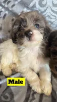 Aussie1, a male Miniature Aussiedoodle for sale in Madison Heights, VA – Photo 1 of 2