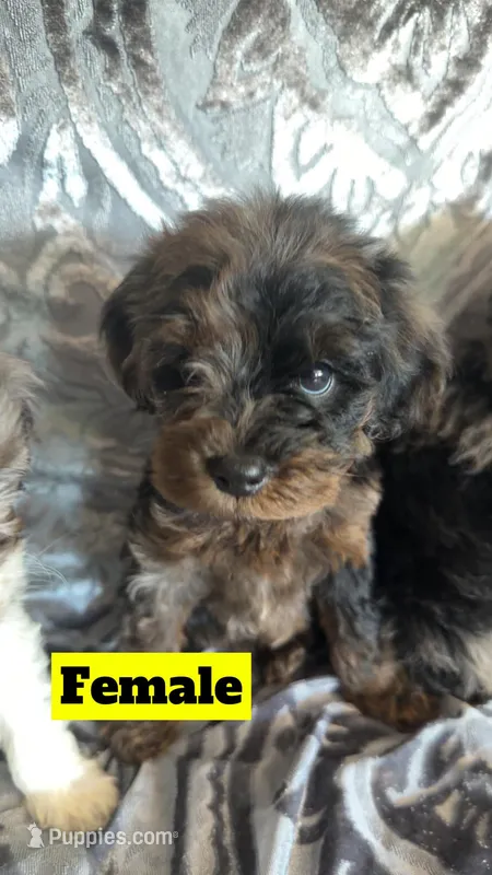 Aussie3, a female Miniature Aussiedoodle for sale in Madison Heights, VA – Photo 1 of 1