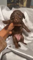 Brown female , a female Poodle - Toy  for sale in Madison Heights, VA – 1 of 1