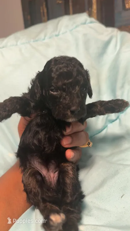 Puppy 2, a female Yorkipoo for sale in Madison Heights, VA – 1 of 1