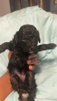 Puppy 2, a female Yorkipoo for sale in Madison Heights, VA – 1 of 1
