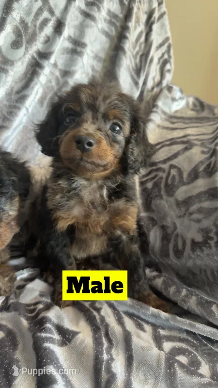Aissie2 – Miniature Aussiedoodle puppy for sale in Madison Heights, VA