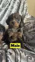 Aissie2, a male Miniature Aussiedoodle for sale in Madison Heights, VA – Photo 1 of 2