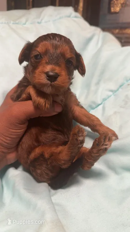 Mini Yorkie poo – Yorkipoo puppy for sale in Madison Heights, VA