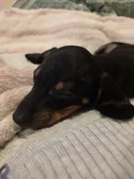 Pink Girl, a female Miniature Dachshund for sale in Canterbury, CT – 2 of 10