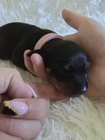 Pink Girl, a female Miniature Dachshund for sale in Canterbury, CT – 2 of 3