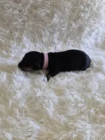 Pink Girl, a female Miniature Dachshund for sale in Canterbury, CT – 3 of 3