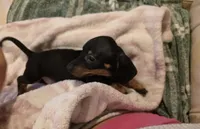Pink Girl, a female Miniature Dachshund for sale in Canterbury, CT – 3 of 10