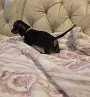 Yellow Boy, a male Miniature Dachshund for sale in Canterbury, CT – 3 of 10