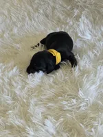 Yellow Boy, a male Miniature Dachshund for sale in Canterbury, CT – 3 of 3