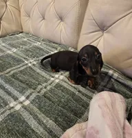 Red Boy , a male Miniature Dachshund for sale in Canterbury, CT – 4 of 10